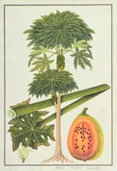Papaye, La Papau ou Caica Papaya, de Dessins de Plantes de Malacca, c.1805-18