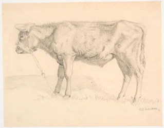 Un veau
