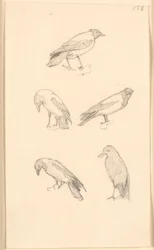 Corbeaux