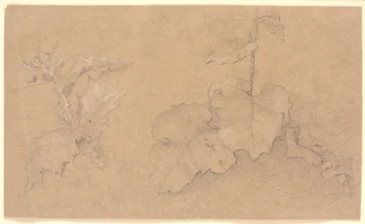 Études de plantes
