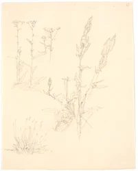 Études de plantes