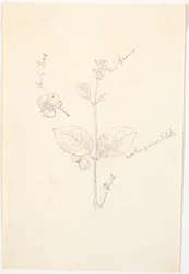 Études de plantes avec indications de couleur au crayon