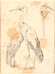 Cigognes