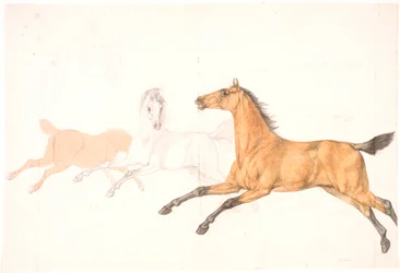 3 chevaux au galop