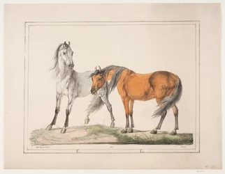 Les chevaux E & G