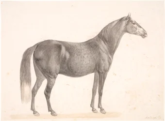 Cheval noir