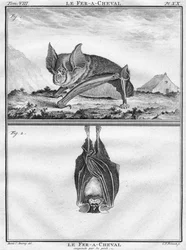 Le Fer-A-Cheval & Le Fer-A-Cheval suspendu par les pieds, vers 1763