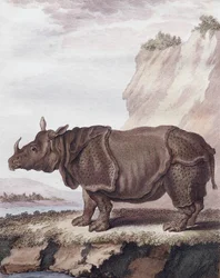 Rhinocéros (gravure)