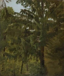 Sapin dans une forêt de feuillus