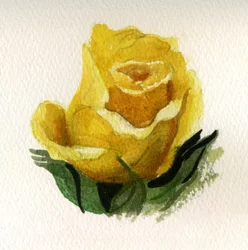 Rose jaune, 2009 (aquarelle sur papier)