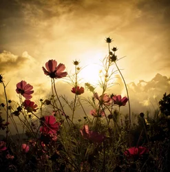 Regarder le soleil