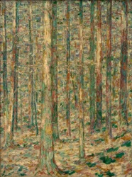 Troncs de pins au soleil