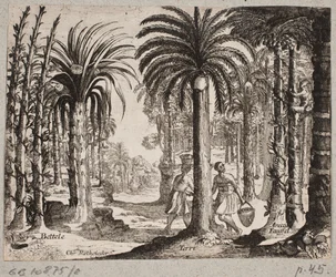 Bosquet de palmiers à bétel
