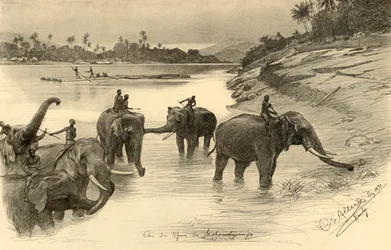 Éléphants sur les rives de la rivière Mahaweli, Ceylan, 1898