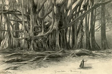 Arbres géants à Buitenzorg, Java