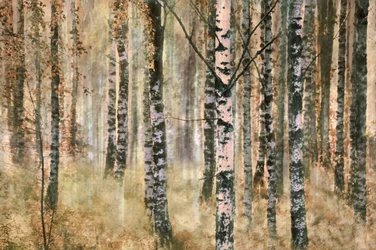 Forêt de bouleaux en automne