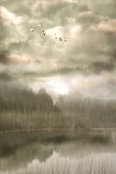 Des oiseaux au-dessus du lac brumeux