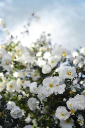 Des roses blanches en fleurs