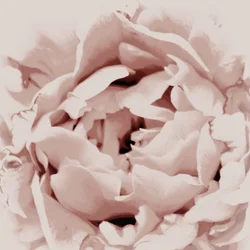 Pivoine rose pâle