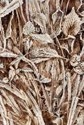 Feuilles givrées et craquantes