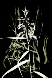 Silhouette de roseau sombre