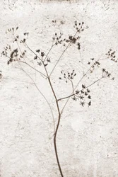 Plante séchée délicate