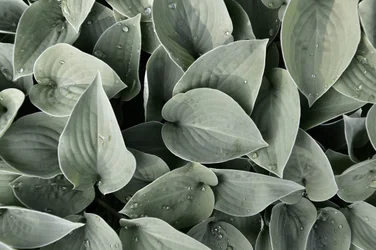 Feuilles d