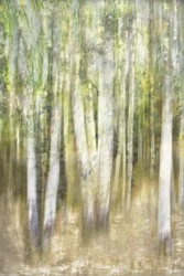 Une forêt d