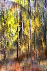 Une forêt d