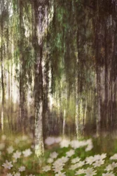 Une forêt de bouleaux féérique
