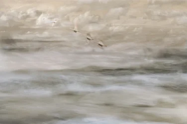 Oiseaux de rêve au-dessus de l