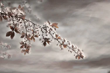 Une branche fleurie de rêve