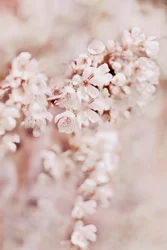 Fleurs de cerisier de rêve