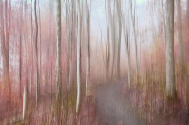 Une forêt rose de rêve
