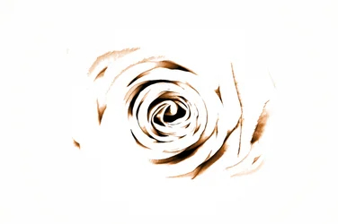 Élégante rose sépia