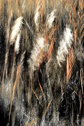 Herbe sauvage éthérée