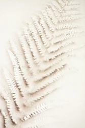 Empreinte de fougère dans le sable