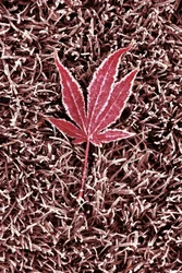 Feuille d