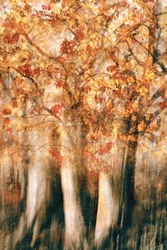 Flou dans la forêt d
