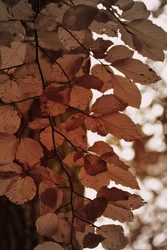 Feuilles d