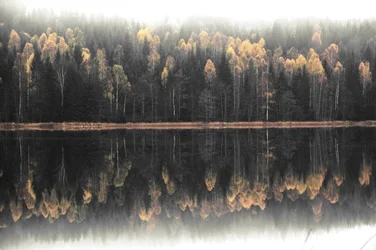 Reflet automnal brumeux