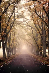Une route brumeuse en automne