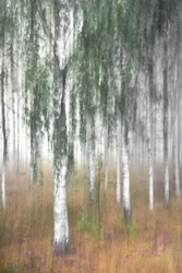 Forêt de bouleaux brumeuse