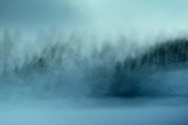 La forêt bleue brumeuse