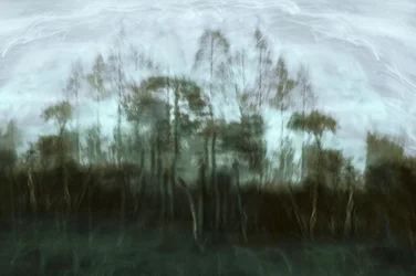 Rêve de la forêt brumeuse