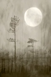 Lune brumeuse au-dessus du marais
