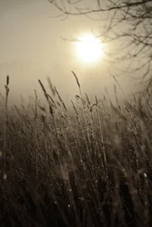 Soleil matinal brumeux
