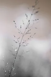 Les gouttes de rosée du matin