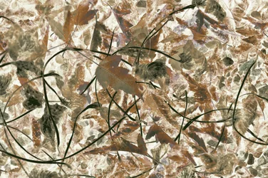 Feuillage forestier aux teintes douces