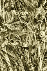 Texture feuille rustique